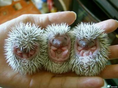 Baby Porcupine Pictures on Baby Porcupine Hedgehogs